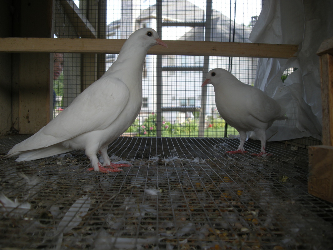 tumblers pigeons uzbek from Stan's Lofts Mass  Pigeons  Great